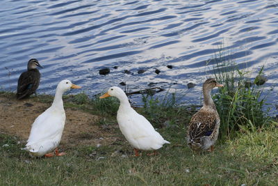 Swans on lake