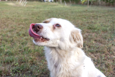 View of dog sticking out tongue on field
