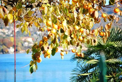 Close-up of fruits hanging on tree