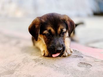 Close-up portrait of puppy