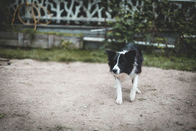 Dog on dirt road