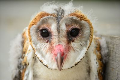 Close-up portrait of owl