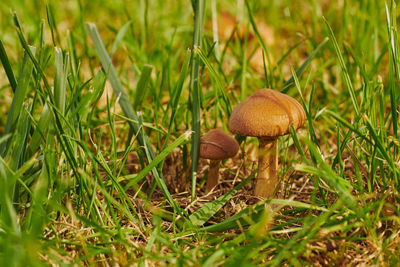 Close-up of mushroom growing on field