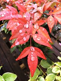 Close-up of water drops on red leaves