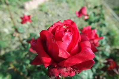 Close-up of red rose blooming outdoors