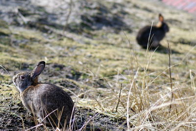 Close-up of sheep on field