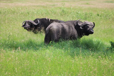 Black horse in a field