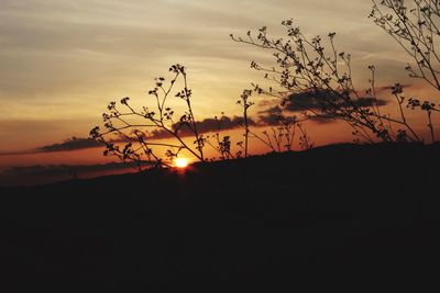 Silhouette plants on field against sky during sunset