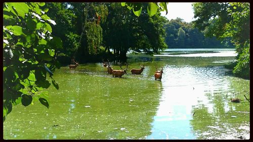 Plants in the lake