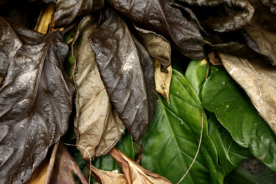 Full frame shot of dried leaves