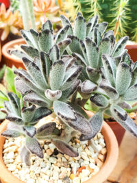 Close-up of succulent plant