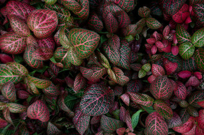 Full frame shot of strawberries for sale in market