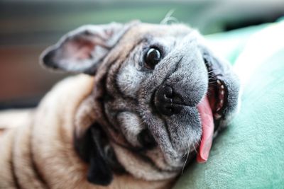 Close-up portrait of a dog
