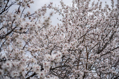Low angle view of cherry blossom