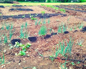 Plants growing on field