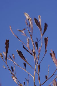 Low angle view of flowering plant against clear blue sky