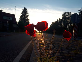 Red flowers on field by building against sky