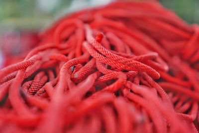 Close-up of red rope