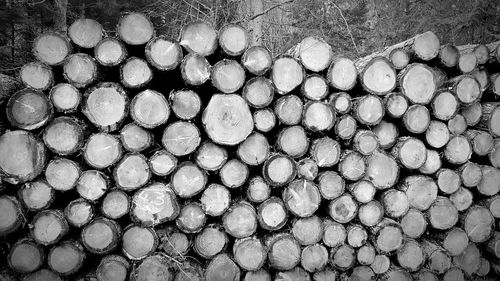 Stack of logs in forest