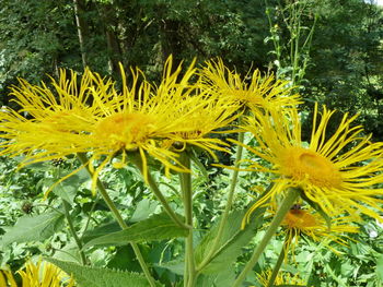 Close-up of yellow flowers blooming outdoors