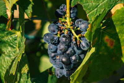 Close-up of grapes growing in vineyard