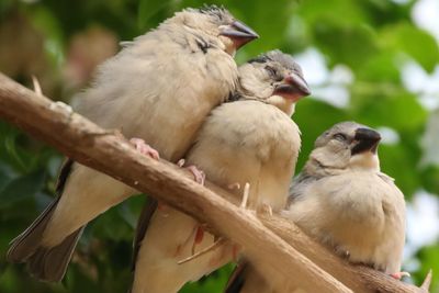 Close-up of birds perching on tree