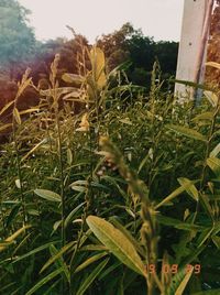 Close-up of plants growing on field against sky