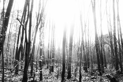 Panoramic view of trees in forest against sky