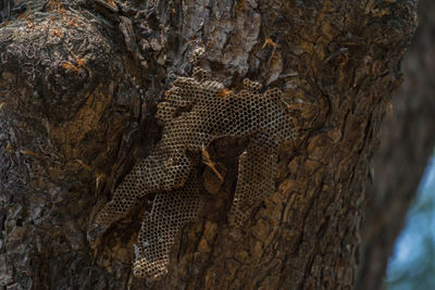 Close-up of lizard on tree trunk