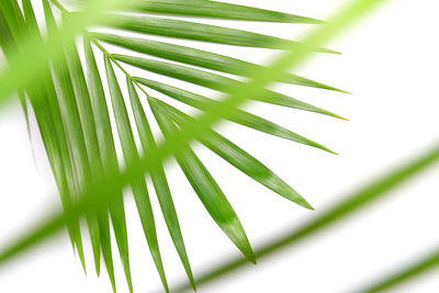 Tropical nature green palm leaf isolated pattern background with blurred tree