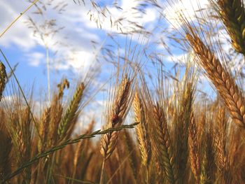 Close-up of wheat growing on field against sky