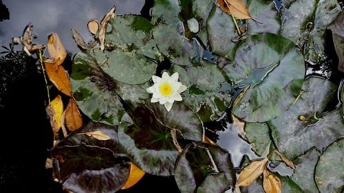 Close-up of plants against water