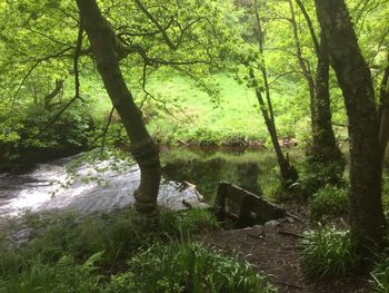 Trees by river in forest