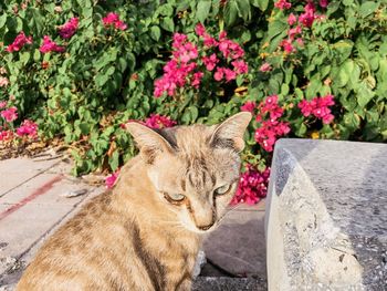 Cat looking away