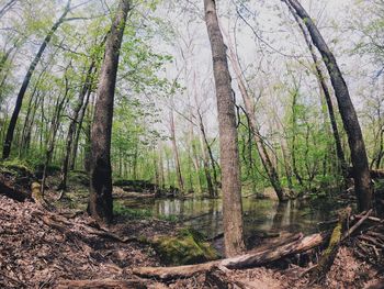 Trees growing in forest