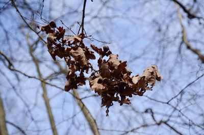 Low angle view of dry leaves on tree during winter