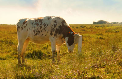 Cows on field against sky