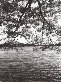 Close-up of tree by lake against sky