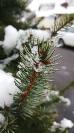 Close-up of snow on plant