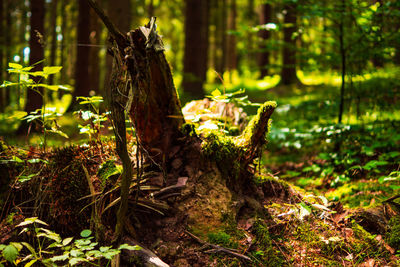 Moss growing on tree trunk in forest