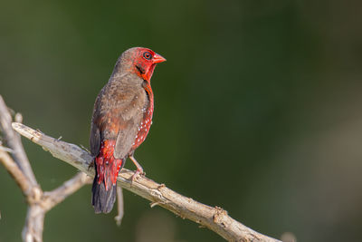 Close-up of a bird perching on branch