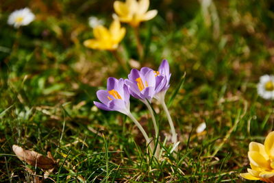 Close-up of purple crocus flowers on field