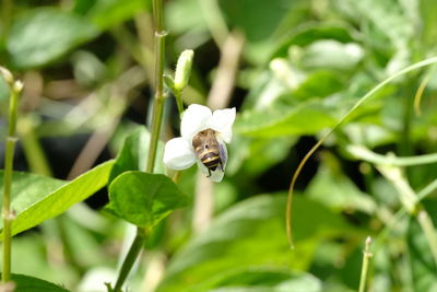 Close-up of insect on flower