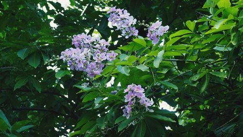 Low angle view of flowers blooming on tree