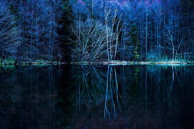 Reflection of trees in water