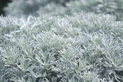 frost