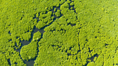 High angle view of corn field