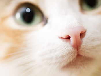 Close-up of cat