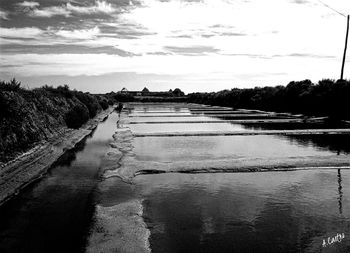 View of trees along river