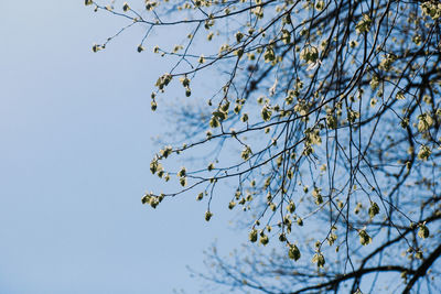 Low angle view of flowering plant against clear sky